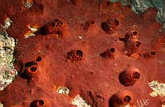 Raja Ampat 2016 - Corail - IMG_4679_rc